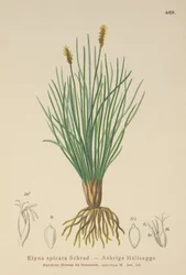 Bellardis Segge (Kobresia myosuroides, Elyna myosuroides, Kobresia bellardii, Elyna bellardii, Elyna scirpina, Elyna spicata)