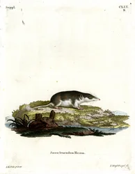 Zweifarbige Spitzmaus