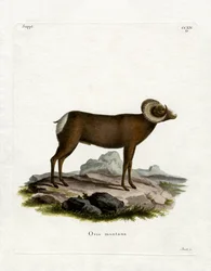 Dickhornschaf