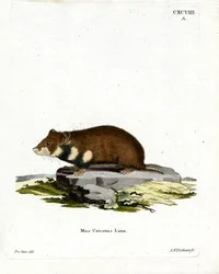 Schwarzbauch-Hamster