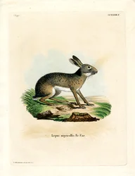 Schwarzgenickter Hase
