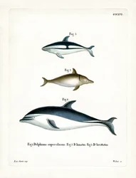 Schwarzer Delfin
