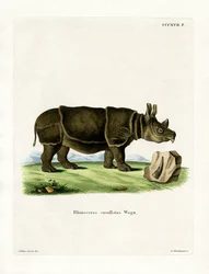 Spitzmaulnashorn