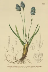 Blaues Pfeifengras (Sesleria caerulea, Sesleria uliginosa)