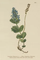 Bläuliche Paederota (Paederota Bonarota)