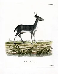 Bohor-Riedbock