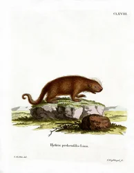 Brasilianisches Stachelschwein