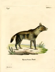 Braune Hyäne