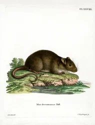 Braune Ratte