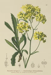 Schildkresse