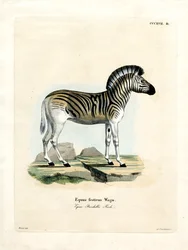 Burchell-Zebra