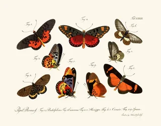 Schmetterlinge