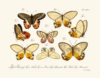 Schmetterlinge