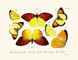 Schmetterlinge