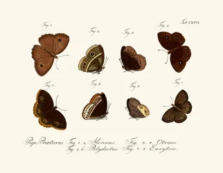 Schmetterlinge
