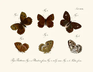 Schmetterlinge
