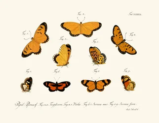 Schmetterlinge