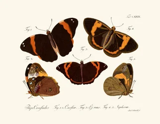 Schmetterlinge