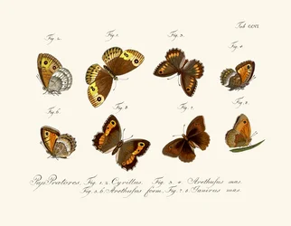 Schmetterlinge