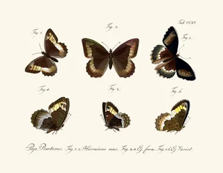 Schmetterlinge