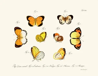 Schmetterlinge