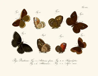 Schmetterlinge