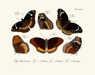 Schmetterlinge