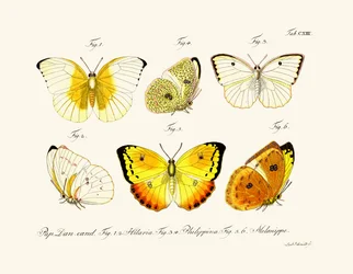 Schmetterlinge