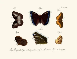 Schmetterlinge