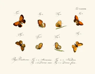 Schmetterlinge