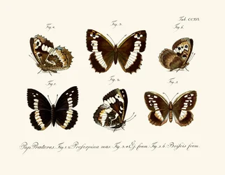 Schmetterlinge