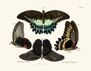 Schmetterlinge