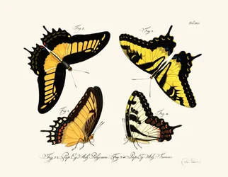 Schmetterlinge