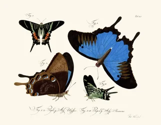 Schmetterlinge