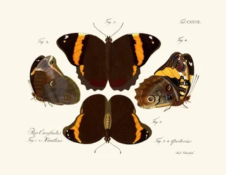 Schmetterlinge