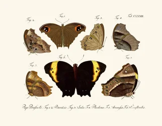 Schmetterlinge