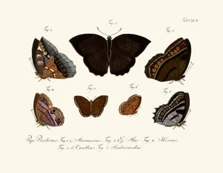 Schmetterlinge