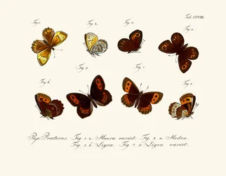Schmetterlinge