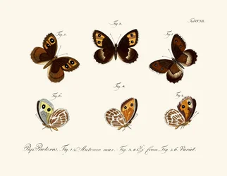 Schmetterlinge