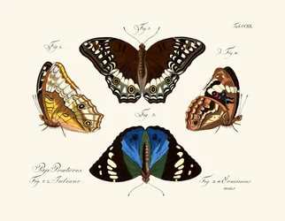 Schmetterlinge