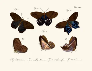 Schmetterlinge