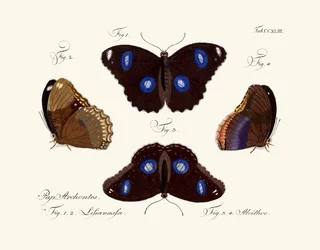 Schmetterlinge