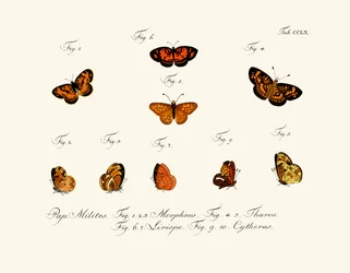 Schmetterlinge