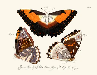 Schmetterlinge