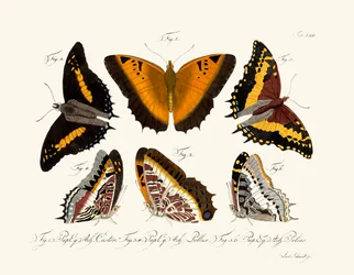 Schmetterlinge
