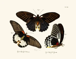 Schmetterlinge, 1783-1806