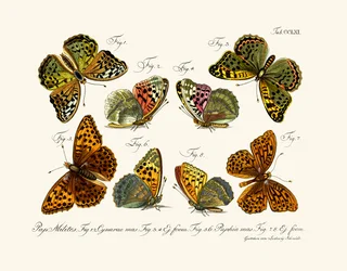 Schmetterlinge, 1783-1806