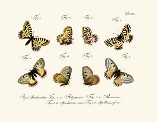 Schmetterlinge, 1783-1806