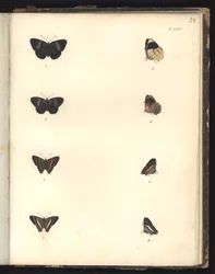 Schmetterlinge, Pl. XXIV, Illustration aus Recueil d