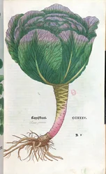 Kohl, botanische Tafel